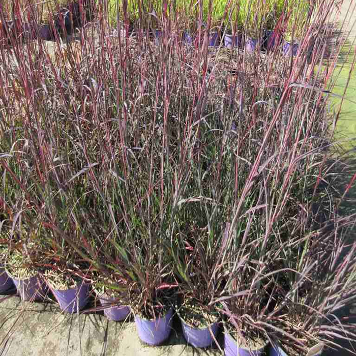 Big Bluestem