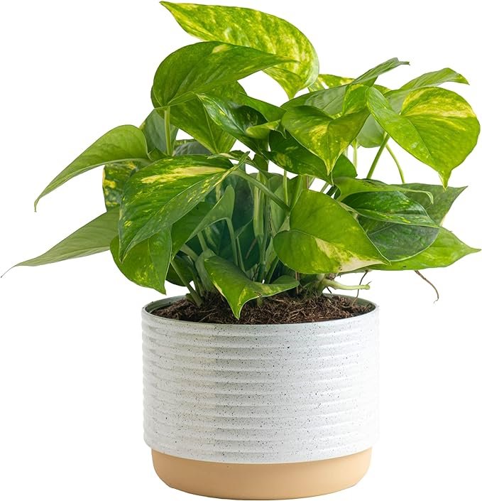 Resin Plant Pots