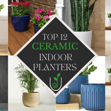 Top 12 Large Ceramic Planters