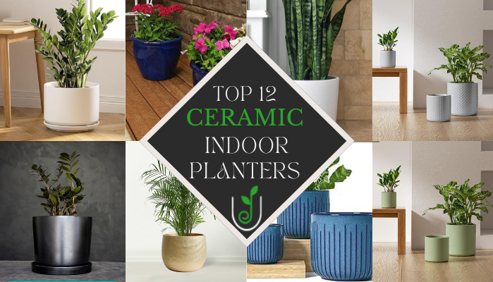 Top 12 Large Ceramic Planters