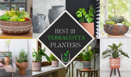 best Terracotta Planters