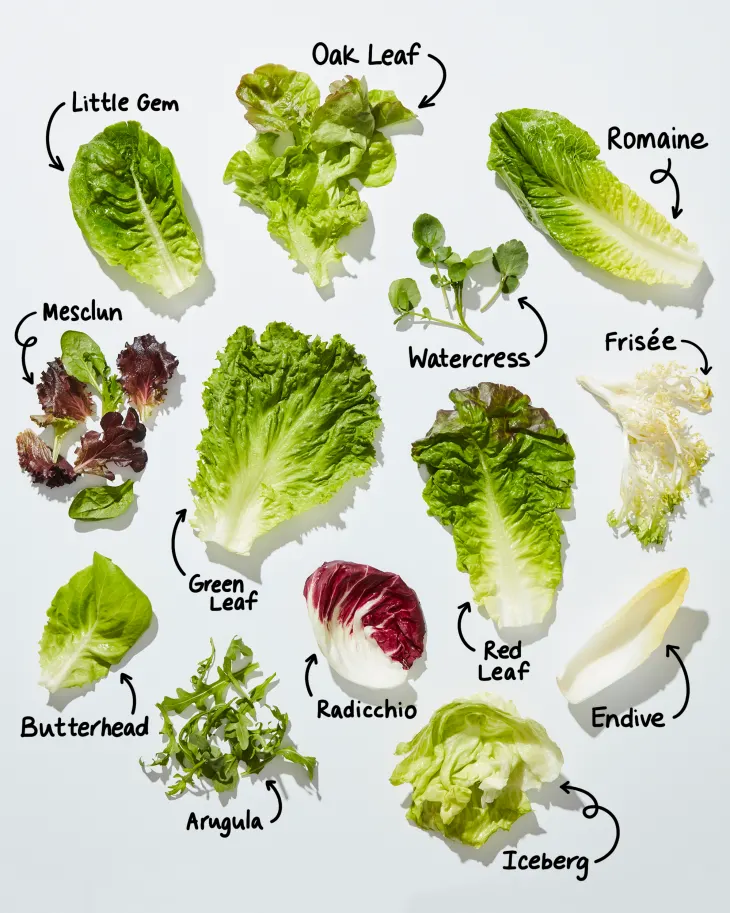 Lettuce Container Garden