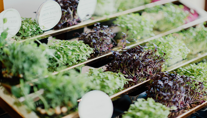 lettuce container garden