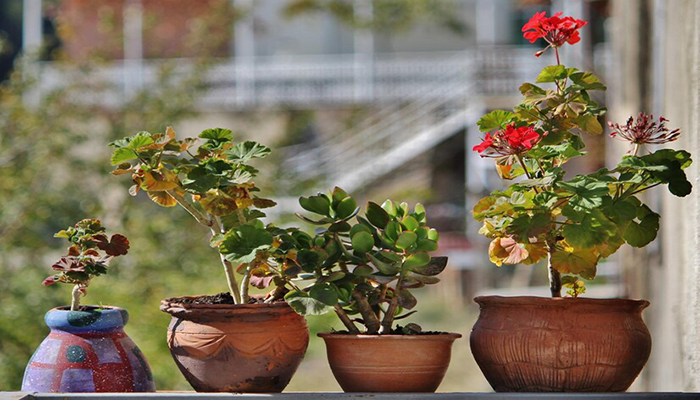 Container Gardening Ideas